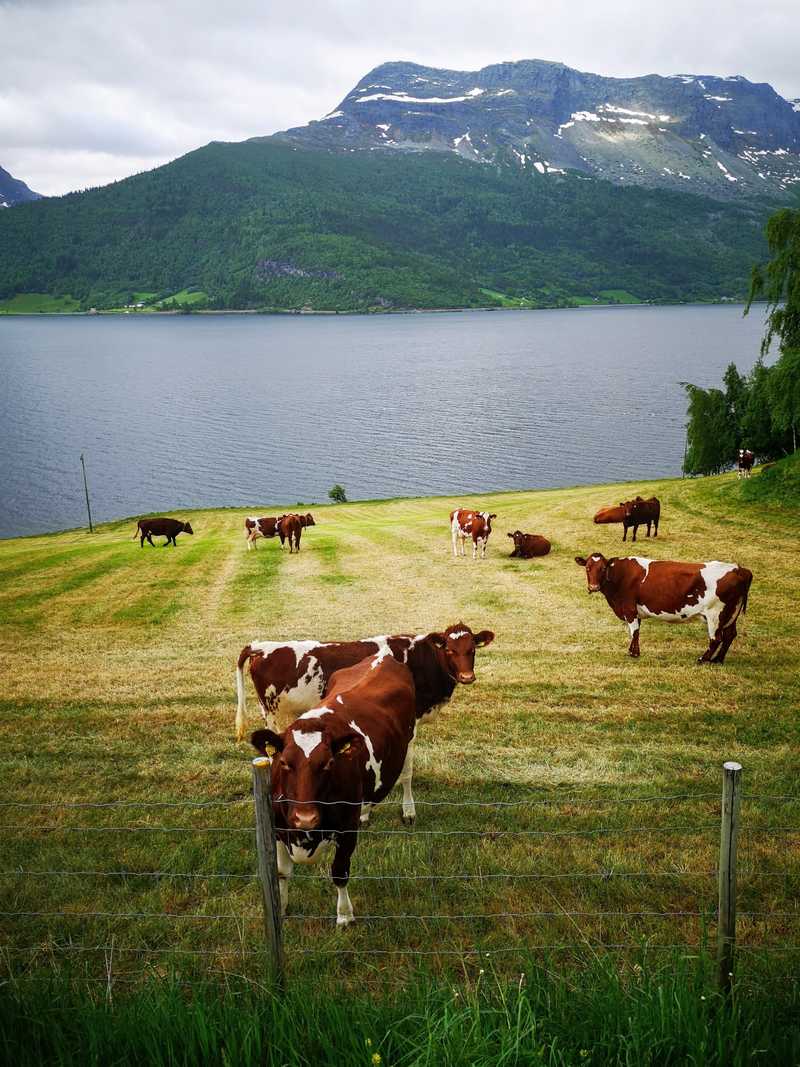 Utsikt mot vangsmjøsa